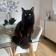 Loki participe au concours pour gagner de l'argent avec cette photo : black_cat, cat, glass_table, chair, wooden_floor, flower_vase, white_flowers, indoor, pet, feline, yellow_eyes, modern_interior, decor, furniture, domestic_animal, sitting, curious, fluffy_tail, houseplant, room