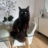 black_cat, cat, chair, curious, decor, domestic_animal, feline, flower_vase, fluffy_tail, furniture, glass_table, houseplant, indoor, modern_interior, pet, room, sitting, white_flowers, wooden_floor, yellow_eyes