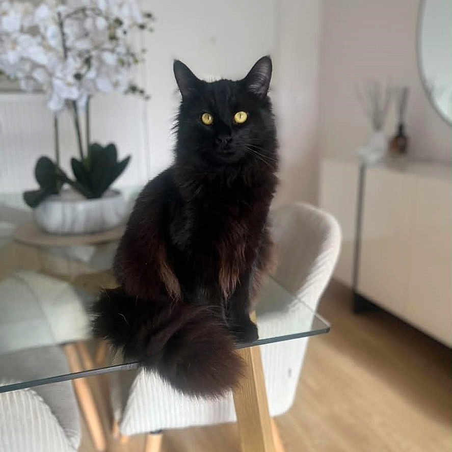 Loki participe au concours pour gagner de l'argent avec cette photo : black_cat, cat, glass_table, chair, wooden_floor, flower_vase, white_flowers, indoor, pet, feline, yellow_eyes, modern_interior, decor, furniture, domestic_animal, sitting, curious, fluffy_tail, houseplant, room