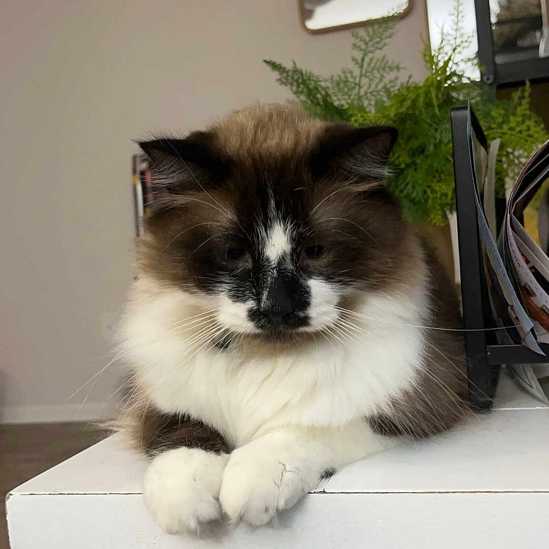 Dr. Heinz joined the competition — help win amazing prizes! animal, black_and_white, brown, calm, cat, cozy, cute, domestic, fluffy, furniture, household, indoor, mirror, paws, pet, plant, portrait, relaxed, resting, white_table