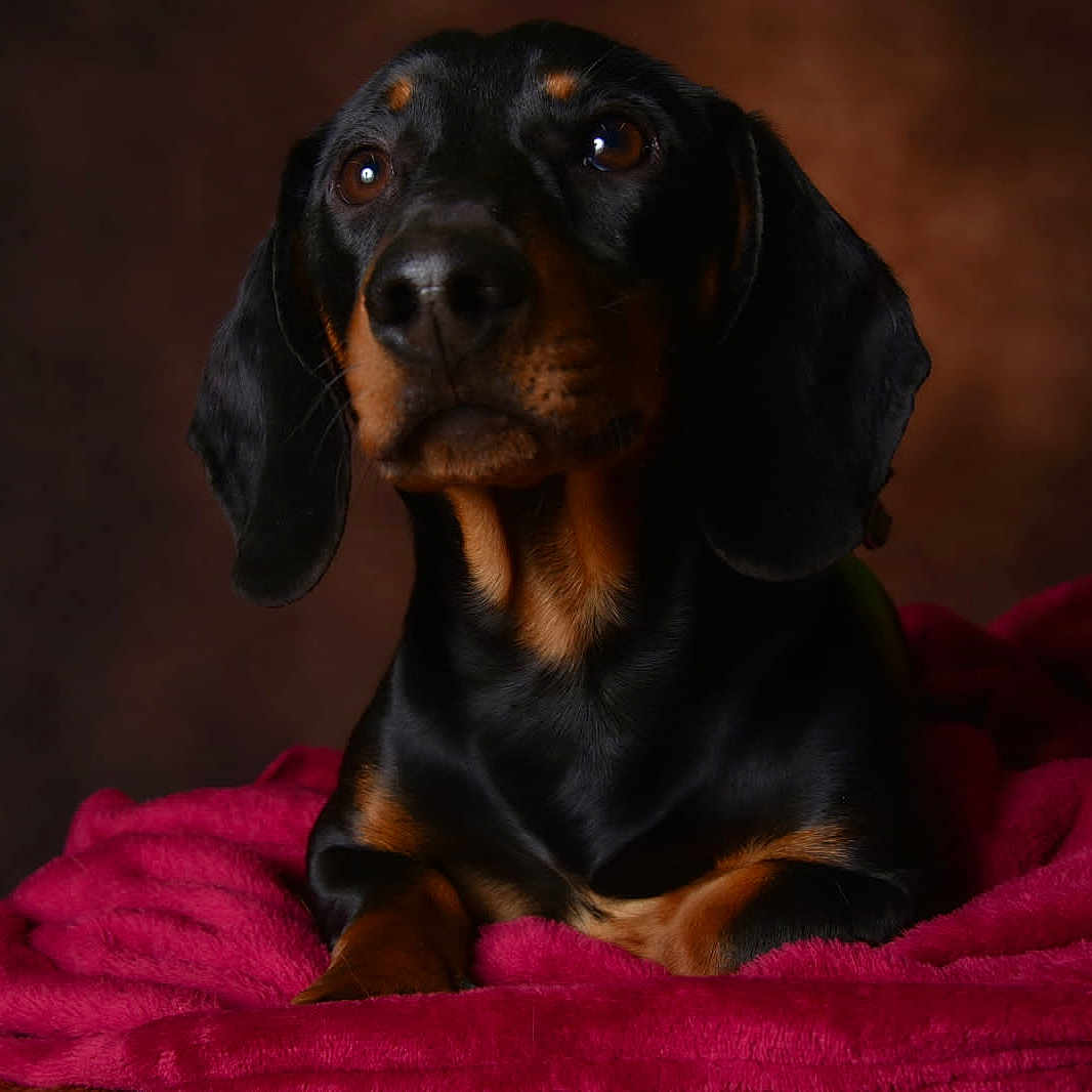 Coton a rejoint le concours — aidez-le/la à gagner de superbes lots ! animal, black_dog, blanket, brown_eyes, calm, closeup, companion, cozy, dog, ears, fur, indoor, pet, pink_blanket, portrait, resting, snout, soft_texture, tan_markings, warm_lighting