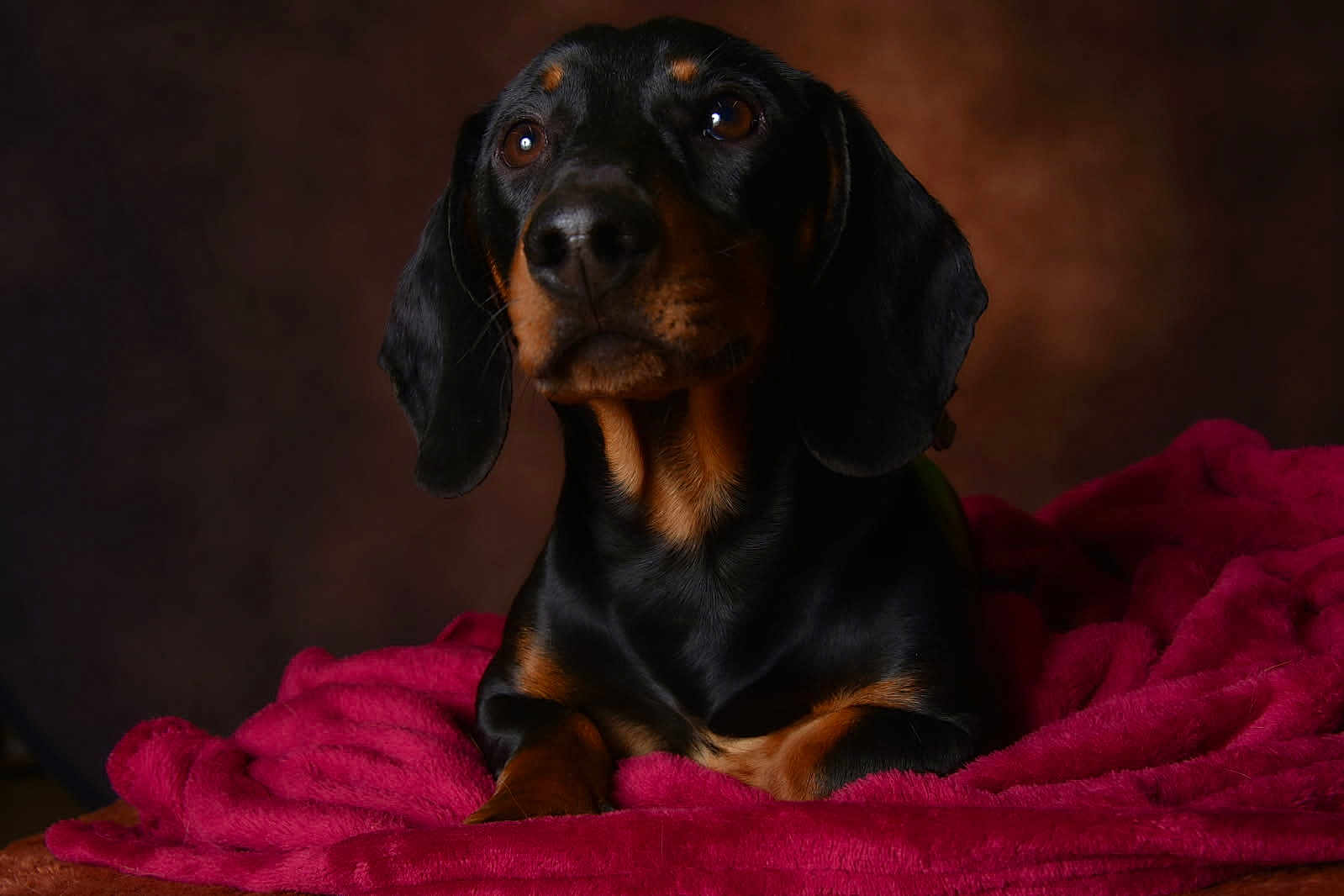 Coton a rejoint le concours — aidez-le/la à gagner de superbes lots ! dog, black_dog, tan_markings, blanket, pink_blanket, pet, animal, portrait, indoor, cozy, fur, ears, snout, brown_eyes, resting, soft_texture, warm_lighting, closeup, calm, companion