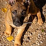 Athéa participe au concours pour gagner de l'argent avec cette photo : puppy, dog, young_dog, outdoor, gravel, yellow_leaves, sunlight, ears, brown_fur, black_muzzle, animal, pet, cute, looking_up, sitting, nature, daylight, close_up, adorable, curious
