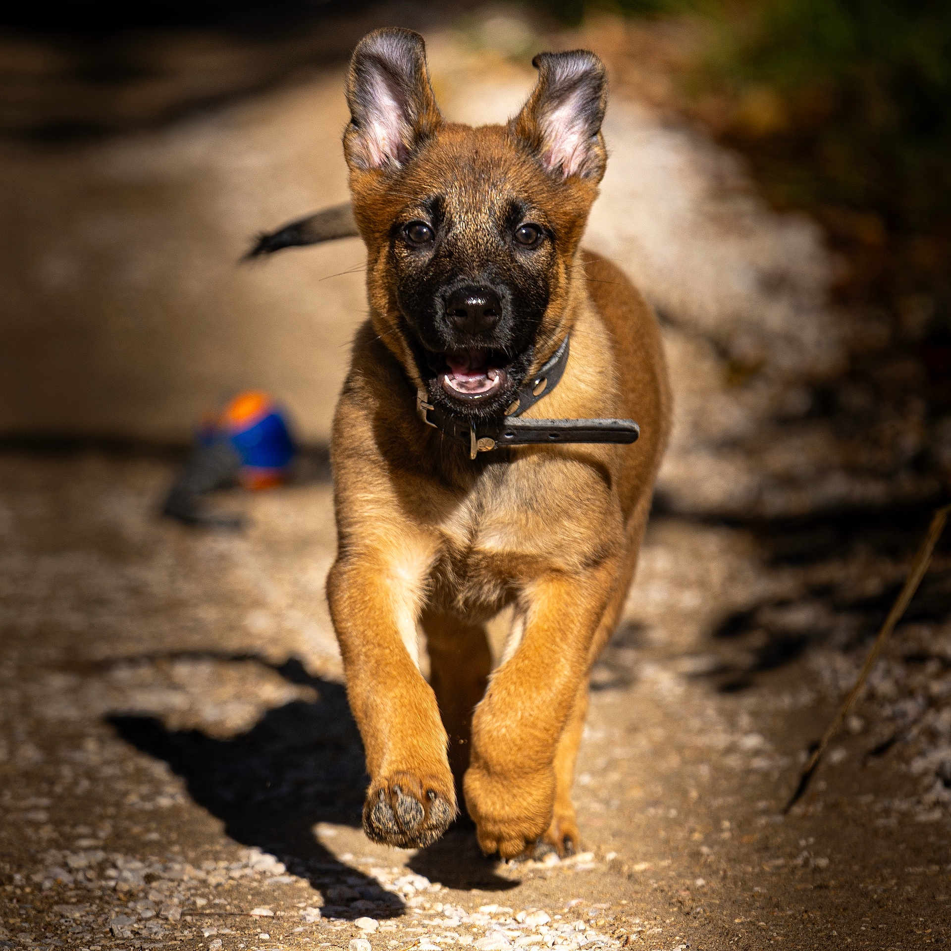 Athéa a rejoint le concours — aidez-le/la à gagner de superbes lots ! puppy, dog, running, outdoor, path, sunlight, ears, collar, play, ball, happy, motion, animal, pet, young, active, nature, closeup, brown, excited