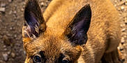 Athéa a rejoint le concours — aidez-le/la à gagner de superbes lots ! puppy, dog, animal, pet, ears, fur, outdoor, ground, gravel, collar, brown, black, cute, looking_up, sunlight, shadow, portrait, young, adorable, closeup