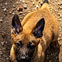 puppy, dog, animal, pet, ears, fur, outdoor, ground, gravel, collar, brown, black, cute, looking_up, sunlight, shadow, portrait, young, adorable, closeup