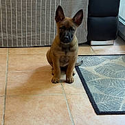 Athéa a rejoint le concours — aidez-le/la à gagner de superbes lots ! puppy, dog, pet, floor, tile, couch, striped_fabric, indoor, ears, sitting, animal, young_dog, brown_fur, black_muzzle, tail, home, carpet, corner, window, natural_light