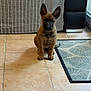 puppy, dog, pet, floor, tile, couch, striped_fabric, indoor, ears, sitting, animal, young_dog, brown_fur, black_muzzle, tail, home, carpet, corner, window, natural_light