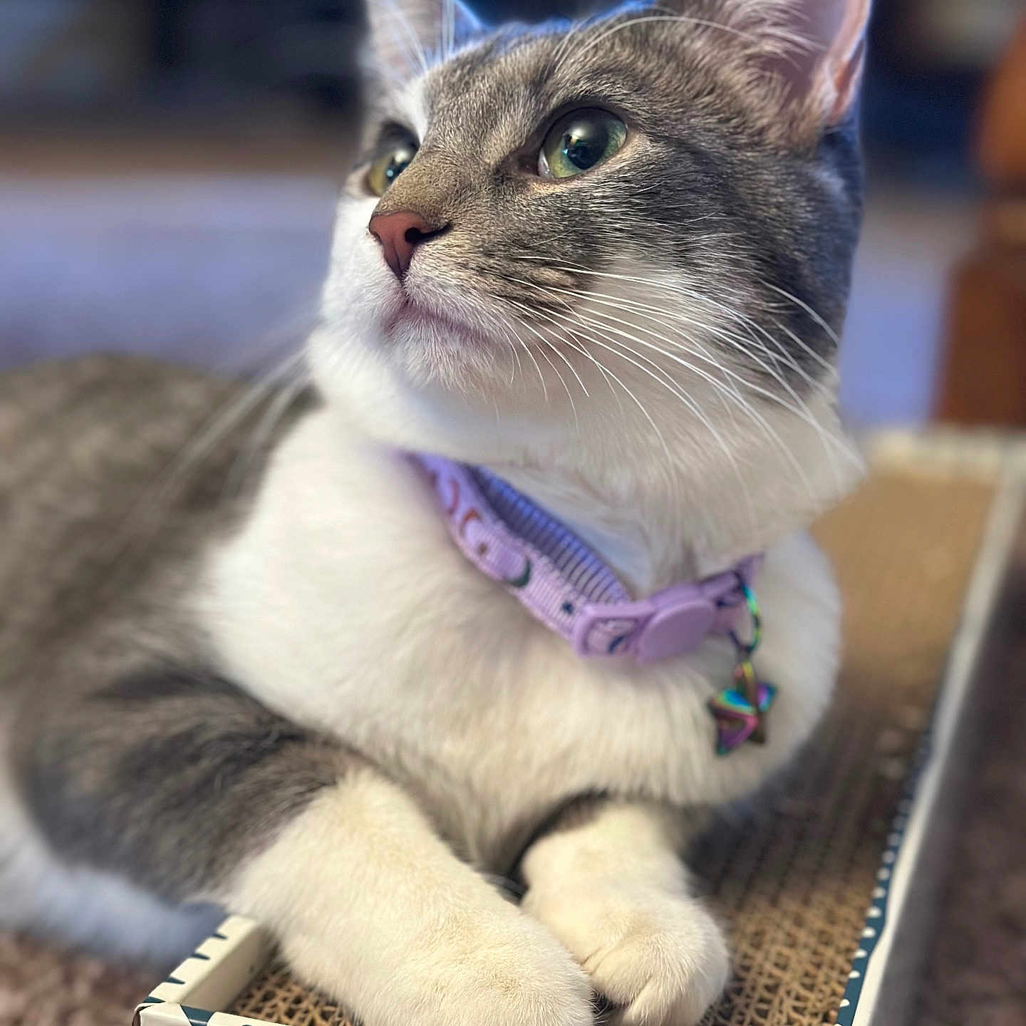 Celeste is registered to the contest to win money with this photo: abyssinian, accessories, angora, animal, box, cat, collar, egyptiancat, formalwear, harness, jewelry, kitten, leash, manx, necklace, pet, siamese, strap, text, tie