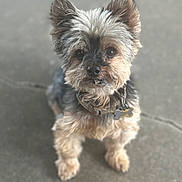Brisco joined the competition — help win amazing prizes! dog, small_dog, pet, fur, ears, collar, tag, standing, concrete, looking_up, cute, animal, mammal, companion, friendly, domestic_animal, canine, portrait, outdoor, curious