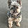 Brisco