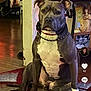 Zoey is registered to the contest to win money with this photo: angel_figurine, animal, calm, canine, carpet, chain_collar, decorations, dog, domestic, furniture, gray, home, indoor, mammal, pet, photo_frames, portrait, sitting, white, wood_floor