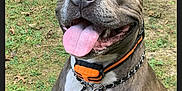 Zoey joined the competition — help win amazing prizes! animal, brown, canine, chain_collar, closeup, collar, dog, ears, fur, grass, happy, muzzle, nature, outdoor, pet, playful, sitting, summer, tongue_out, white_chest