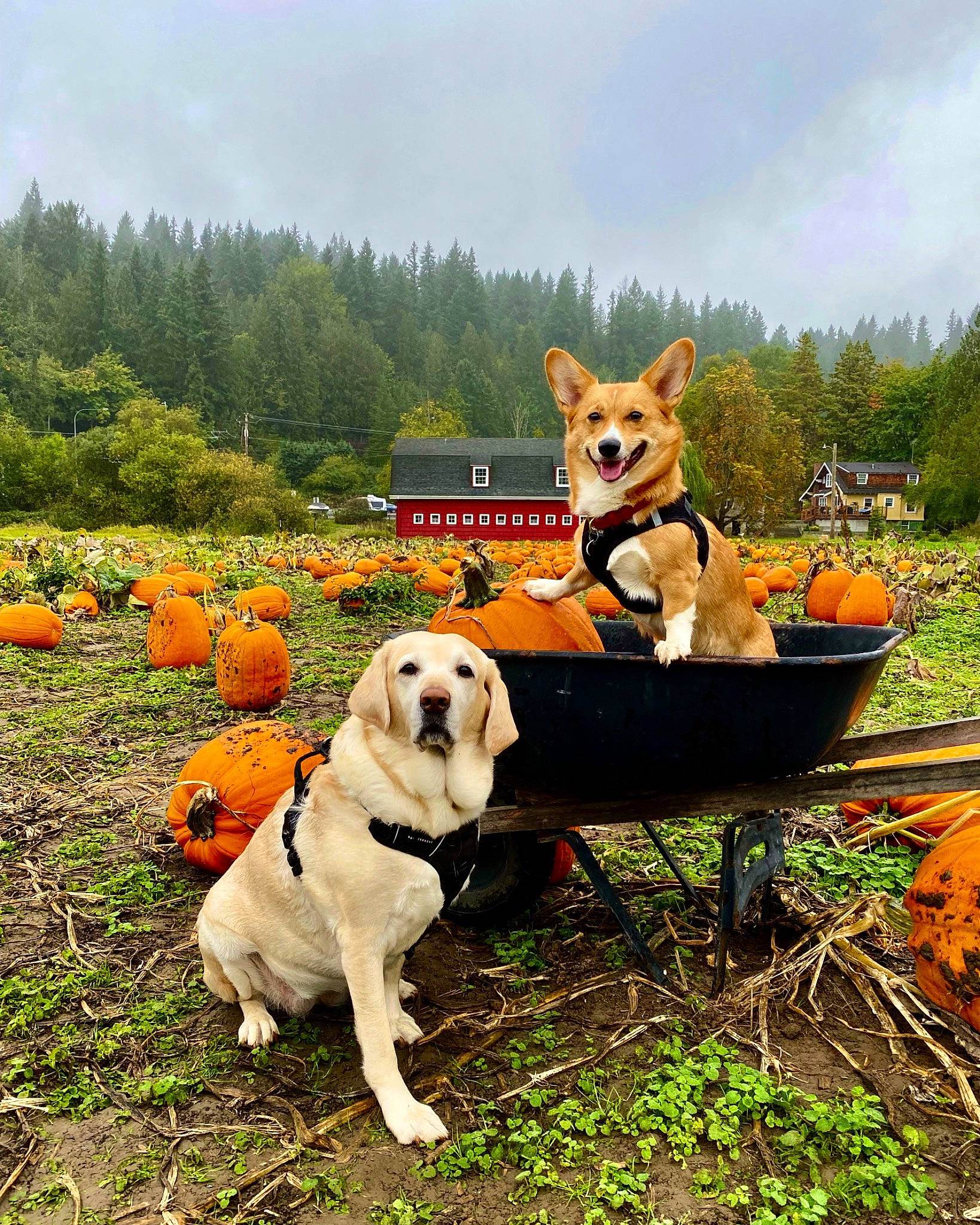 Crimson And Clover joined the competition — help win amazing prizes! carnivore, cloud, companion_dog, dog, dog_breed, fawn, flower, flowerpot, grass, landscape, mammal, natural_landscape, people_in_nature, plant, recreation, sky, sporting_group, tree, vertebrate, working_animal