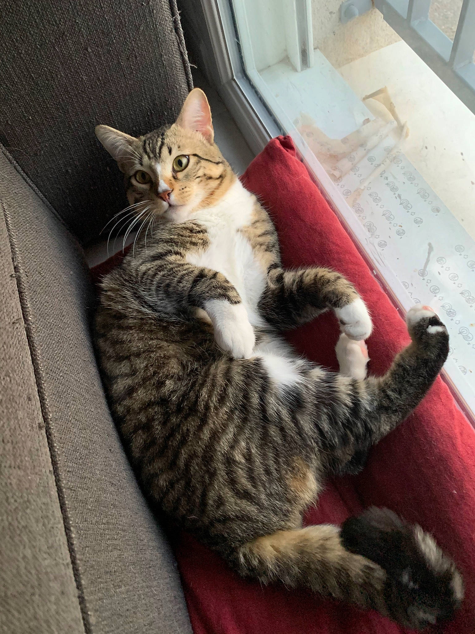 Cookie a rejoint le concours — aidez-le/la à gagner de superbes lots ! aegean_cat, arabian_mau, asian, carnivore, cat, claw, domestic_short_haired_cat, dragon_li, egyptian_mau, european_shorthair, felidae, fur, kitten, mammal, small_to_medium_sized_cats, snout, tabby_cat, tail, vertebrate, whiskers