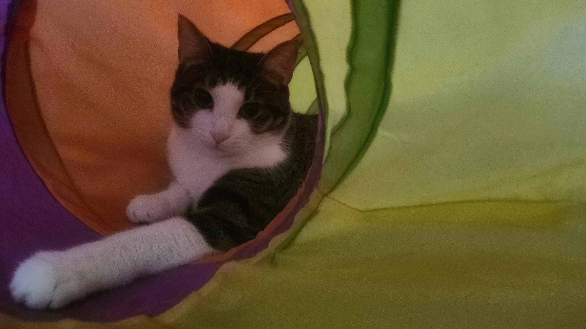 Tiny joined the competition — help win amazing prizes! cat, animal, pet, feline, tunnel, colorful, indoor, curious, paw, stretching, cozy, soft, playful, fabric, whiskers, ears, striped, white, gray, relaxed