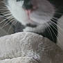 Mittens joined the competition — help win amazing prizes! animal, black_and_white, blanket, blurred, cat, close_up, closeup, cozy, curious, domestic_animal, eyes, face, feline, fur, indoor, nose, pet, soft_texture, whiskers