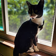 Mittens joined the competition — help win amazing prizes! animal, black_and_white, blurred_background, cat, curious, daylight, domestic_cat, ears, feline, indoor, looking_away, nature_background, pet, quiet, sitting, sunlight, tail, whiskers, window, windowsill