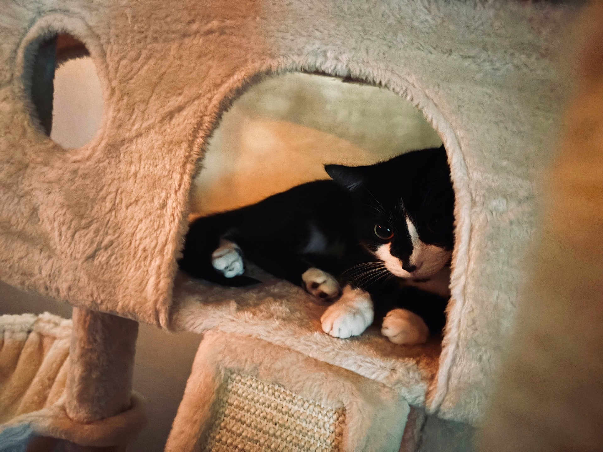 Mittens