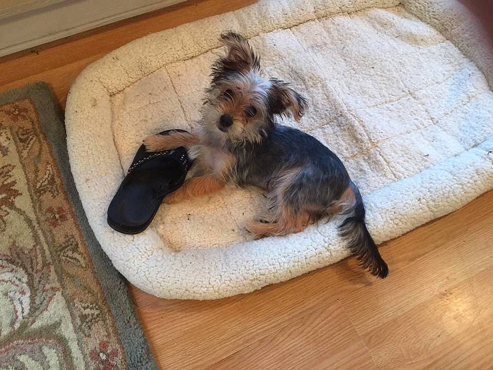 Batty Aka Batdude joined the competition — help win amazing prizes! carnivore, comfort, companion_dog, dog, dog_bed, dog_breed, dog_supply, fawn, felidae, floor, flooring, hardwood, laminate_flooring, snout, sporting_group, tail, terrier, toy_dog, wood, wood_flooring