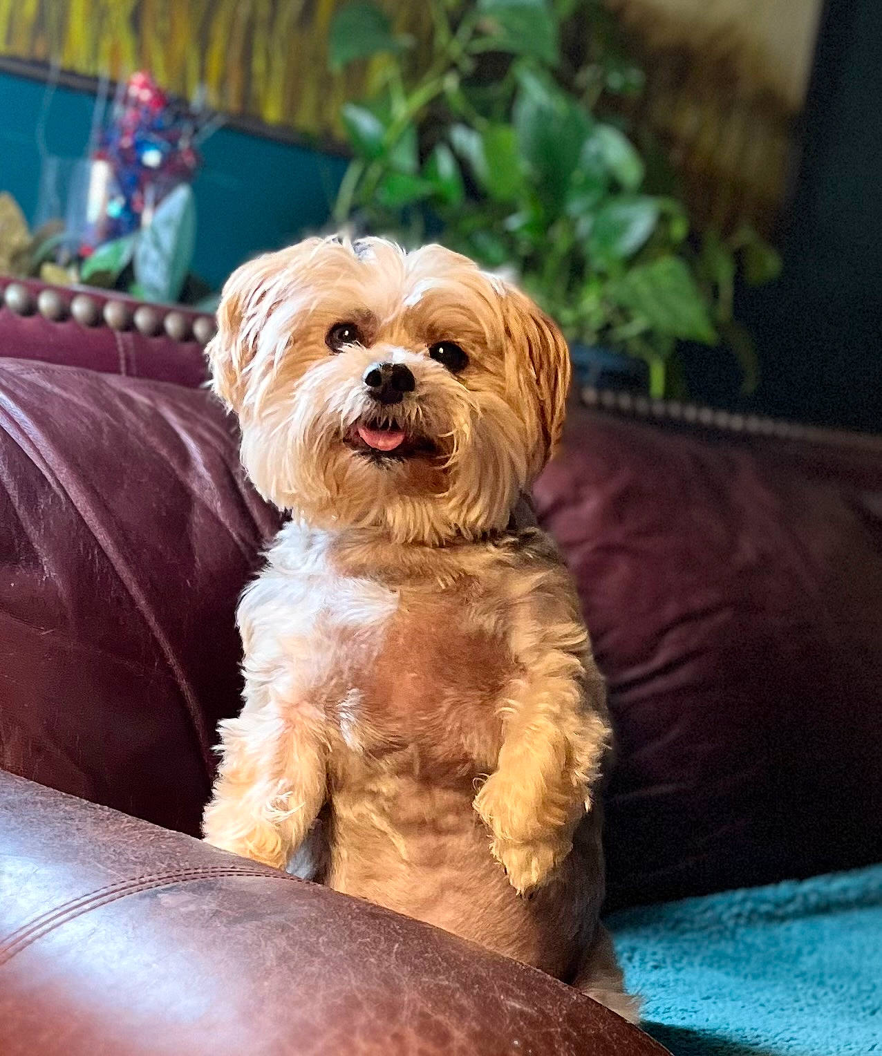 Batty Aka Batdude joined the competition — help win amazing prizes! canidae, carnivore, comfort, companion_dog, dog, dog_breed, fawn, flowerpot, fur, liver, maltepoo, plant, puppy, small_terrier, snout, sporting_group, terrier, toy_dog, working_animal, yorkipoo