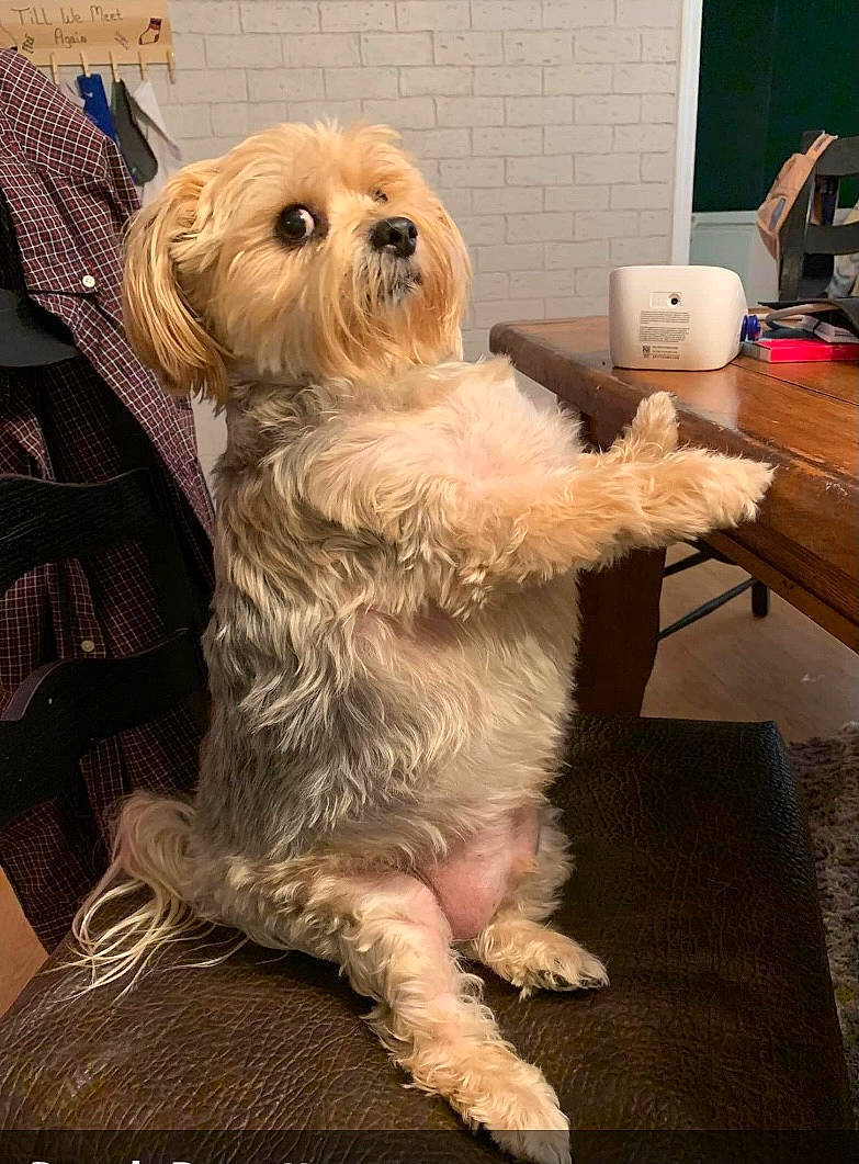 Batty Aka Batdude is registered to the contest to win money with this photo: canidae, carnivore, companion_dog, corgi_chihuahua, dog, dog_breed, fur, hat, maltepoo, non_sporting_group, paper_towel, shih_poo, small_terrier, snout, sporting_group, terrier, toy_dog, wood, working_animal