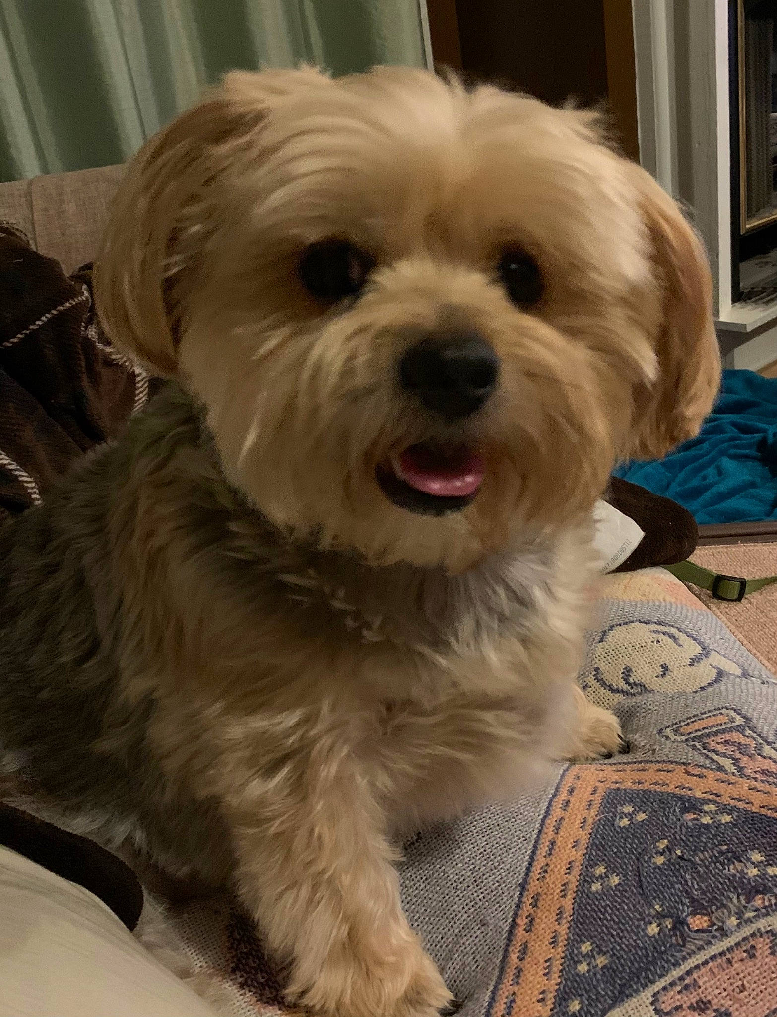 Batty Aka Batdude joined the competition — help win amazing prizes! biewer_terrier, canidae, carnivore, cockapoo, companion_dog, dog, dog_breed, fur, mal_shi, maltepoo, puppy, puppy_love, shih_poo, small_terrier, snout, sporting_group, terrier, toy_dog, working_animal, yorkipoo