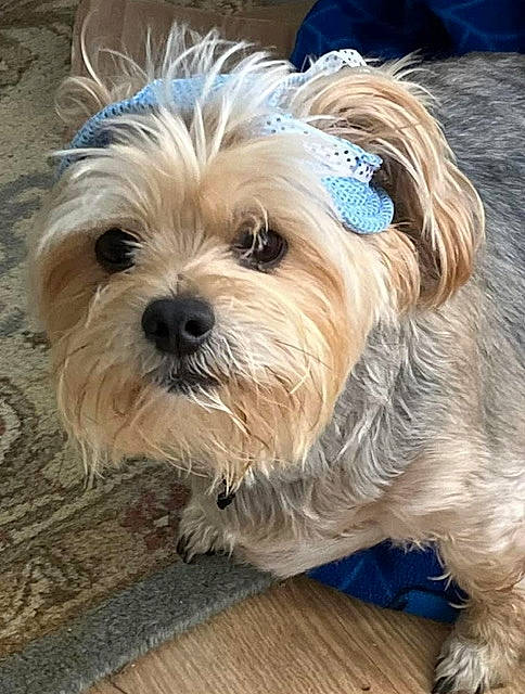 Batty Aka Batdude is registered to the contest to win money with this photo: biewer_terrier, canidae, carnivore, companion_dog, dog, dog_breed, dog_collar, fur, liver, maltepoo, puppy, puppy_love, small_terrier, snout, sporting_group, terrier, toy_dog, wood, working_animal, yorkipoo