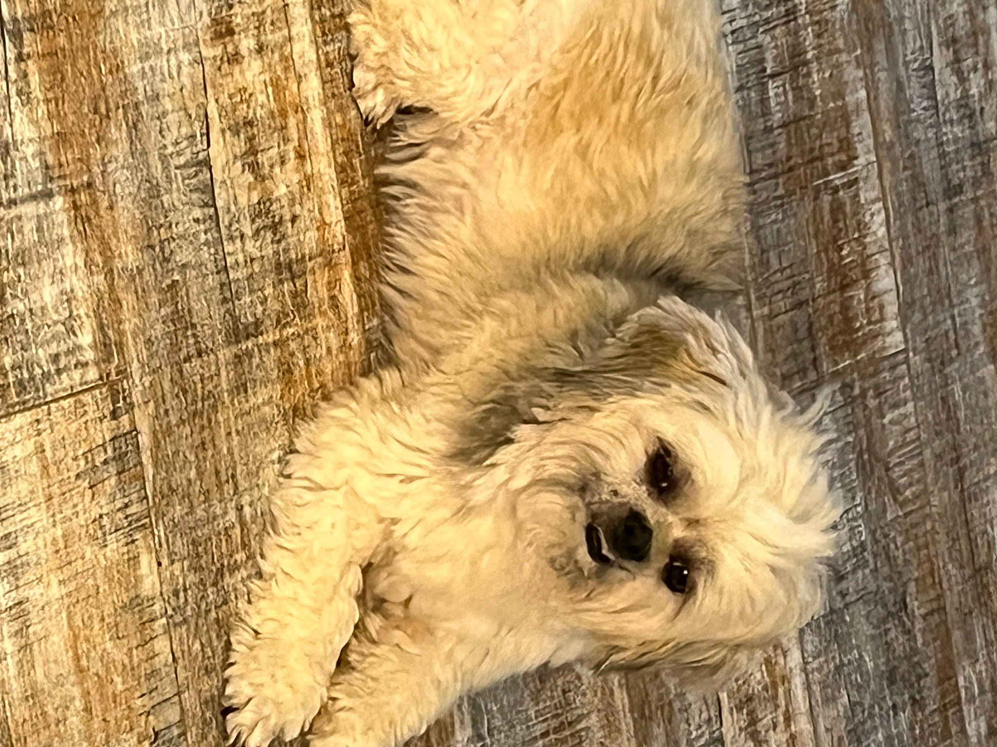 Ethel is registered to the contest to win money with this photo: canidae, carnivore, companion_dog, dog, dog_breed, fawn, fur, grass, small_terrier, snout, sporting_group, terrestrial_animal, terrier, toy_dog, whiskers, wildlife, wood, working_animal, working_terrier