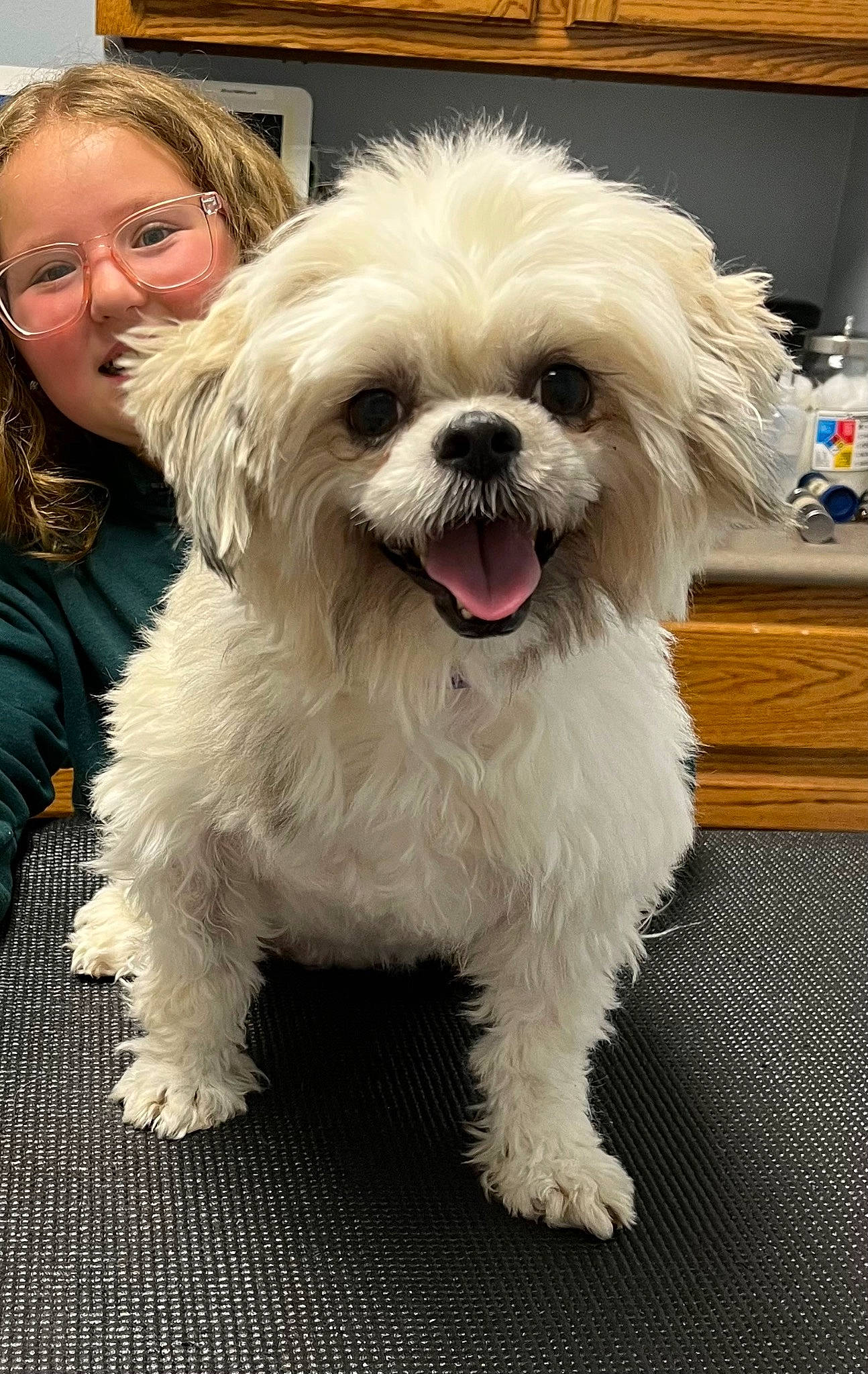 Ethel is registered to the contest to win money with this photo: canidae, carnivore, companion_dog, dog, dog_breed, dog_supply, event, eye, eyewear, face, fashion_accessory, fur, glasses, head, smile, snout, sporting_group, sunglasses, toy_dog, working_animal