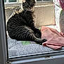 Fera participe au concours pour gagner de l'argent avec cette photo : cat, tabby_cat, indoor, window, cushion, pink_towel, sunlight, floral_pattern, curious, pet, resting, furniture, home, cozy, animal, striped, domestic_cat, relaxing, looking, daylight
