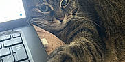 Fera participe au concours pour gagner de l'argent avec cette photo : cat, tabby, paw, laptop, keyboard, bed, blanket, indoor, pet, feline, curious, striped_fur, close_up, resting, cozy, technology, home, soft_lighting, animal, cute