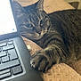 cat, tabby, paw, laptop, keyboard, bed, blanket, indoor, pet, feline, curious, striped_fur, close_up, resting, cozy, technology, home, soft_lighting, animal, cute