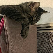 Fera a rejoint le concours — aidez-le/la à gagner de superbes lots ! cat, tabby, towel, drying_rack, indoor, pet, feline, resting, curious, texture, wall, heater, vent, paw, closeup, animal, cozy, home, relaxed, fur