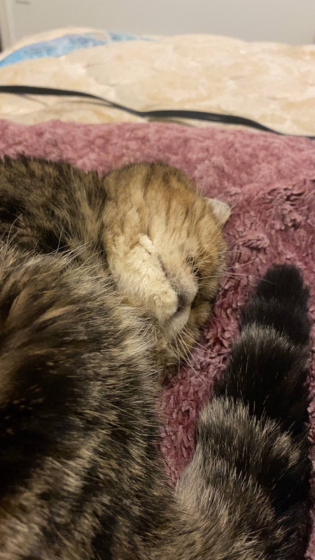 Tammy joined the competition — help win amazing prizes! carnivore, cat, claw, comfort, domestic_short_haired_cat, felidae, fur, grass, linens, mammal, nap, paw, small_to_medium_sized_cats, snout, tail, terrestrial_animal, vertebrate, whiskers, wool, woolen