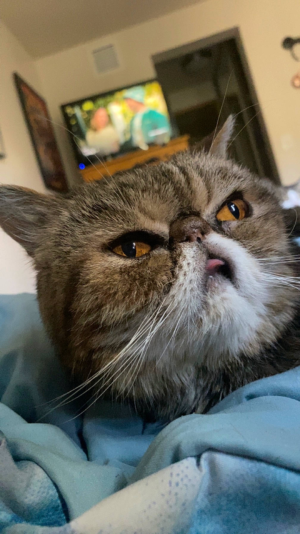 Tammy joined the competition — help win amazing prizes! carnivore, cat, cat_supply, comfort, domestic_short_haired_cat, ear, fawn, felidae, fur, picture_frame, small_to_medium_sized_cats, snout, terrestrial_animal, whiskers