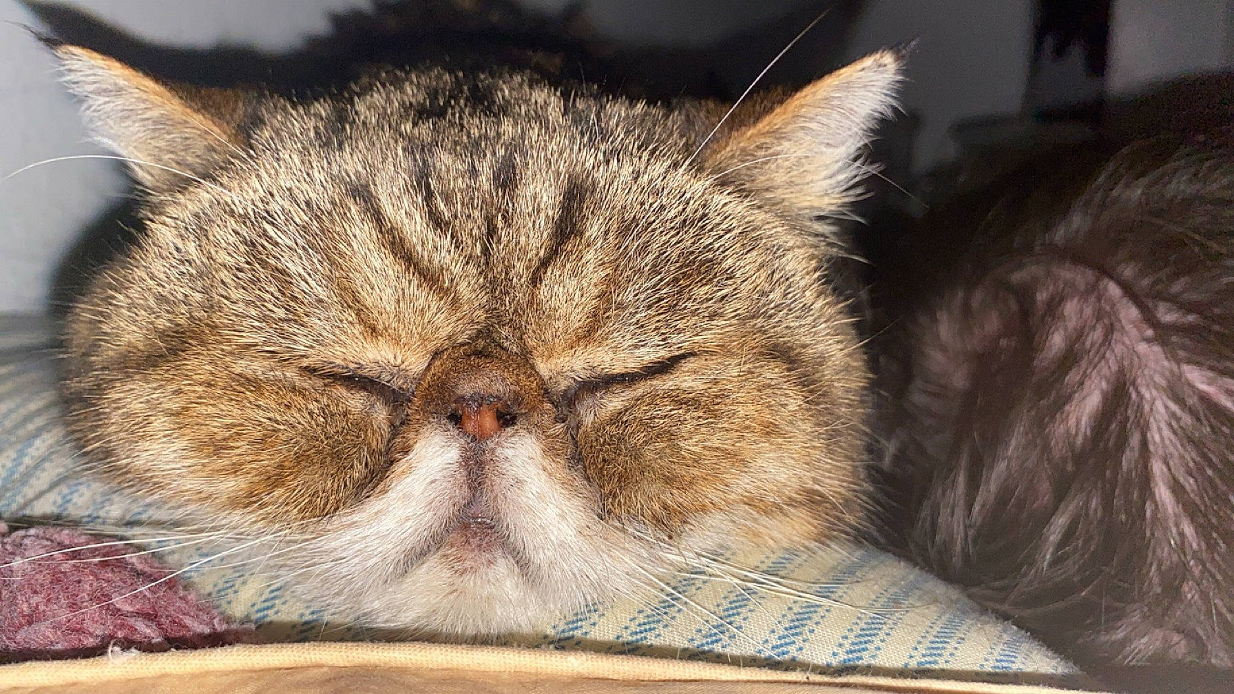 Tammy is registered to the contest to win money with this photo: carnivore, cat, close_up, comfort, domestic_short_haired_cat, fawn, felidae, flooring, fur, nap, paw, sleep, small_to_medium_sized_cats, snout, terrestrial_animal, whiskers, wood