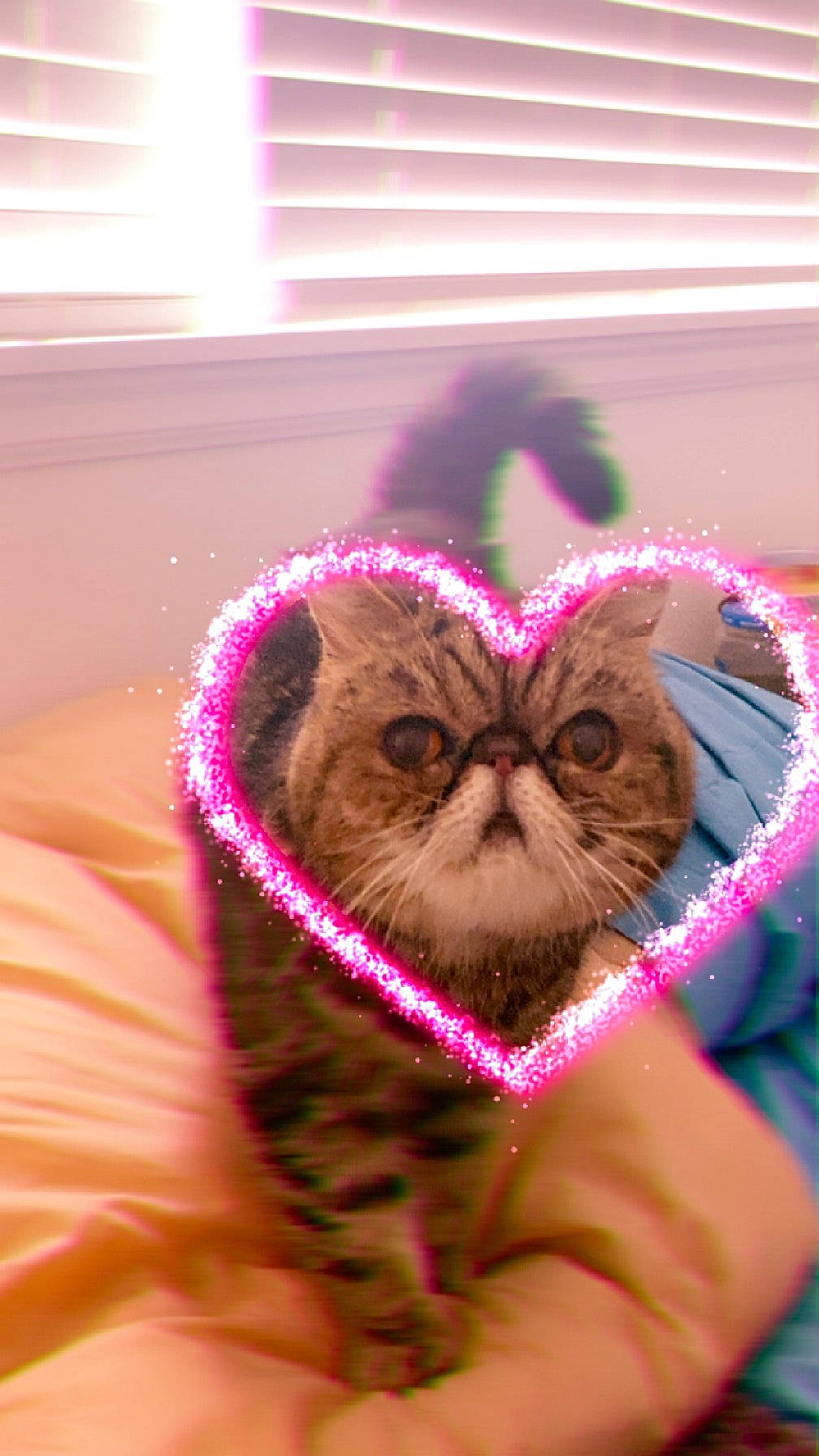 Tammy joined the competition — help win amazing prizes! carnivore, cat, ear, event, eye, fashion_accessory, fawn, felidae, fur, happy, heart, human_body, iris, magenta, owl, pink, purple, small_to_medium_sized_cats, snout, whiskers