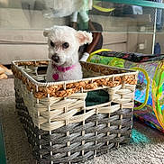 Luna joined the competition — help win amazing prizes! basket, carpet, closeup, coffee_table, colorful_tunnel, cozy, cute, dog, glass_table, heart_tag, indoor, living_room, pet_portrait, pink_collar, reflection, small_dog, sofa, toy, white_dog, woven_basket