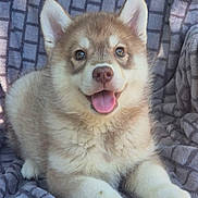Aika a rejoint le concours — aidez-le/la à gagner de superbes lots ! puppy, dog, smiling, tongue_out, fluffy, cute, pet, animal, blanket, cozy, fur, ears, nose, paw, resting, indoors, closeup, young, happy, face