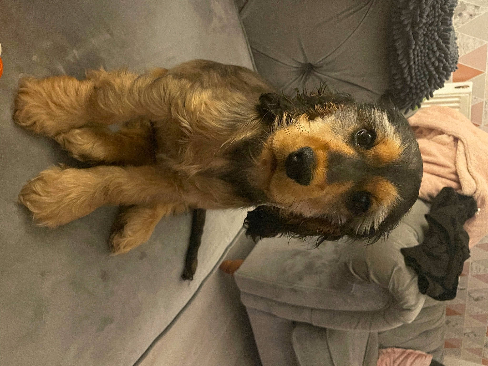 Henley joined the competition — help win amazing prizes! canidae, carnivore, companion_dog, dog, dog_breed, dog_clothes, fawn, felidae, fur, paw, small_to_medium_sized_cats, snout, sporting_group, sunglasses, tail, terrier, toy_dog, whiskers, wood, working_animal