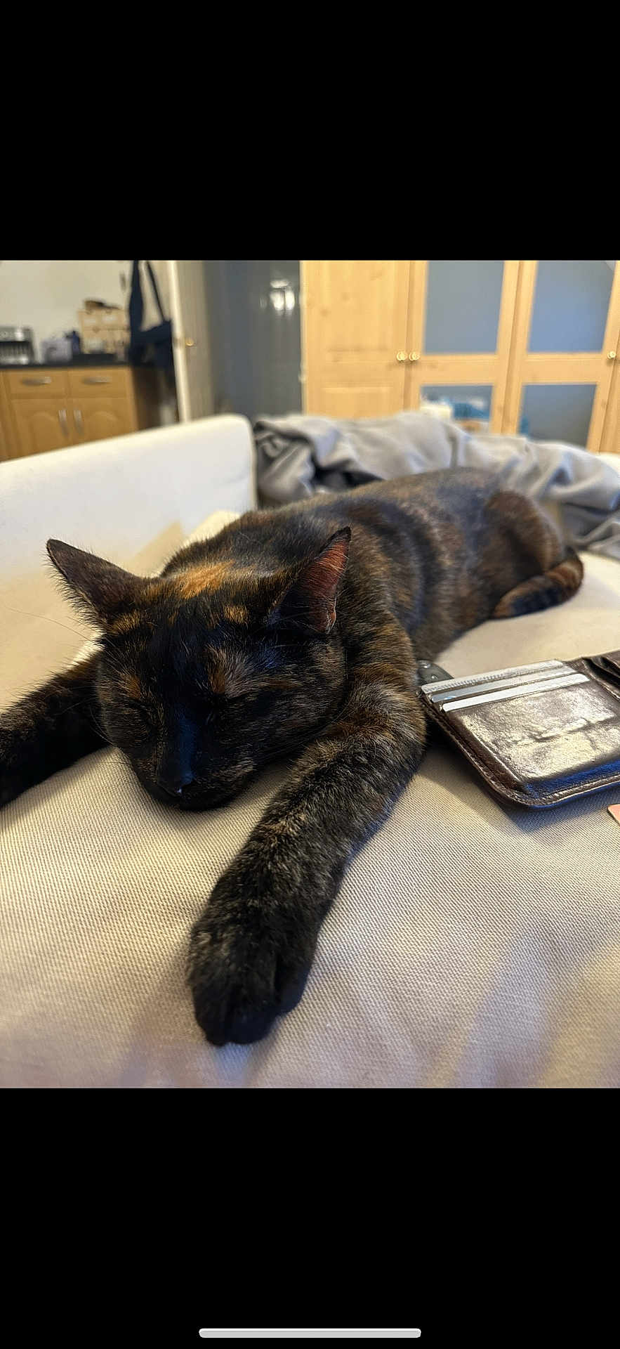 Missy is registered to the contest to win money with this photo: cat, tortoiseshell, sleeping, couch, wallet, indoor, pet, resting, fur, relaxed, domestic, home, furniture, closeup, animal, cozy, paws, laying, comfortable, nap