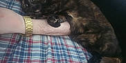 Missy joined the competition — help win amazing prizes! cat, tortoiseshell_cat, pet, animal, arm, watch, gold_watch, plaid_blanket, resting, snuggling, cozy, indoor, feline, fur, wide_eyes, paw, person, comfort, sleepy, cute