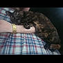 cat, tortoiseshell_cat, pet, animal, arm, watch, gold_watch, plaid_blanket, resting, snuggling, cozy, indoor, feline, fur, wide_eyes, paw, person, comfort, sleepy, cute