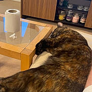 Missy joined the competition — help win amazing prizes! cat, tortoiseshell_cat, couch, living_room, coffee_table, paper_towel, television, wooden_furniture, candle, relaxing, nap, indoor, home, electronics, shelf, decor, glass, carpet, furniture, pet
