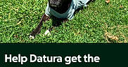 Datura is registered to the contest to win money with this photo: dog, black_dog, grass, outdoor, pet, animal, shirt, canine, laying_down, greenery, looking_at_camera, text_overlay, help, veterinary, surgery, care, animal_welfare, summer, sunlight, cute