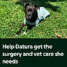 animal, animal_welfare, black_dog, canine, care, cute, dog, grass, greenery, help, laying_down, looking_at_camera, outdoor, pet, shirt, summer, sunlight, surgery, text_overlay, veterinary
