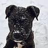 Datura is registered to the contest to win money with this photo: puppy, dog, black_dog, snow, snowflakes, close_up, cute, animal, pet, outdoor, winter, fur, whiskers, ears, nose, face, curious, young_dog, black_fur, adorable