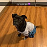 animal, black_dog, clothing, cute, dog, domestic_animal, door, dress, expression, flooring, furniture, indoor, looking_up, pet, puppy, small_dog, snapchat_text, text_overlay, wall, wooden_floor