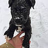 Datura is registered to the contest to win money with this photo: puppy, dog, black_fur, white_paws, snow, snowflakes, hand, outdoor, winter, animal, cute, pet, young_dog, fur, closeup, portrait, cold, playful, whiskers, curious